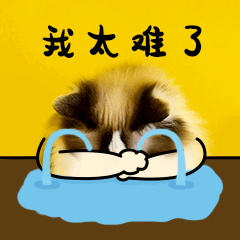 應(yīng)屆生身份很值錢？！大學(xué)畢業(yè)考公or考研，關(guān)鍵在于……